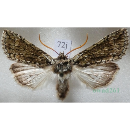 Polyploca ridens (Fabricius, 1787) Przestrożnica śmieszka Czech72j